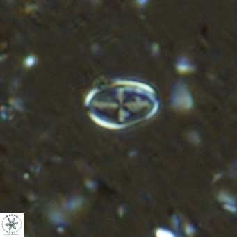 Gartnerago margaritatus VR 13551