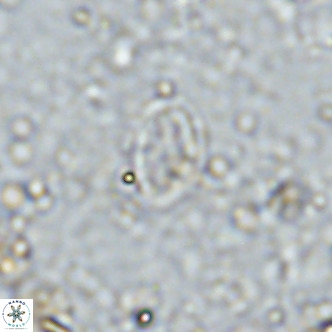 Gartnerago margaritatus VR 13554