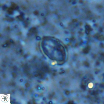Gartnerago margaritatus VR 13556