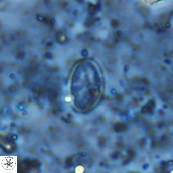 Gartnerago margaritatus VR 13557