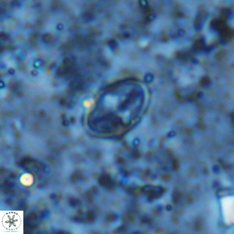 Gartnerago margaritatus VR 13558