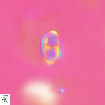 Gartnerago margaritata VR 23816