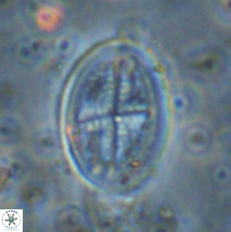 Gartnerago obliquum 37415