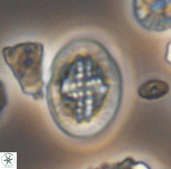Gartnerago costatum 11807