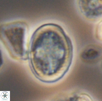 Gartnerago costatum 11808
