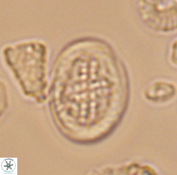Gartnerago costatum 11809