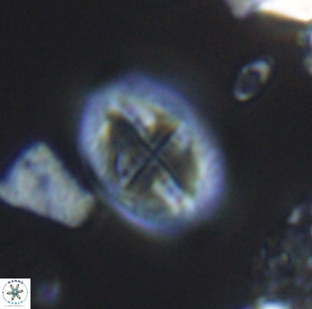 Gartnerago costatum 11814