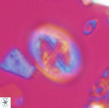 Gartnerago costatum 11815