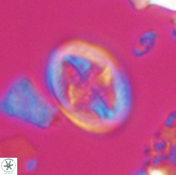Gartnerago costatum 11816
