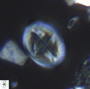 Gartnerago costatum 11817