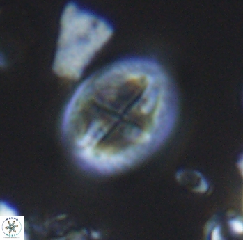 Gartnerago costatum 11818