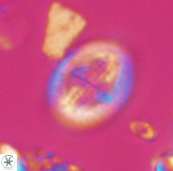 Gartnerago costatum 11819