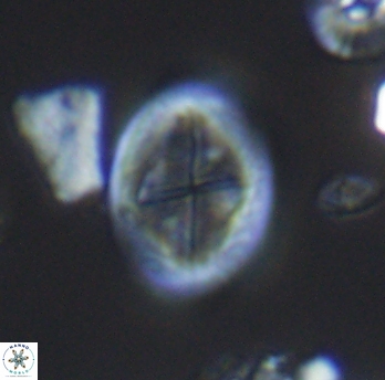 Gartnerago costatum 11810