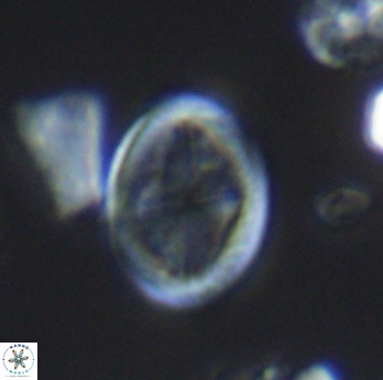 Gartnerago costatum 11811