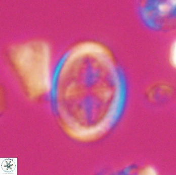 Gartnerago costatum 11812