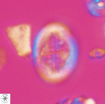Gartnerago costatum 11813