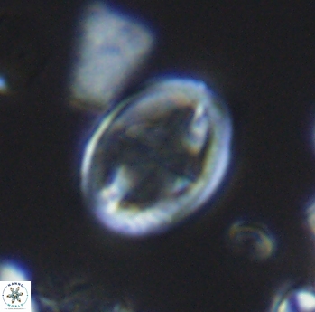 Gartnerago costatum 11820