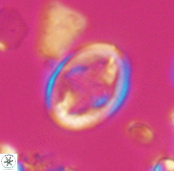 Gartnerago costatum 11821