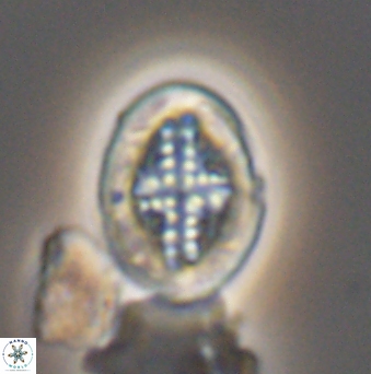 Gartnerago costatum 11907