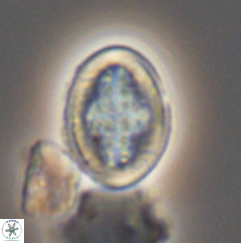 Gartnerago costatum 11908