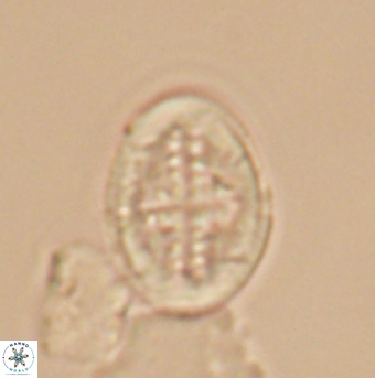 Gartnerago costatum 11909