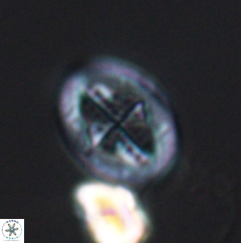 Gartnerago costatum 11914