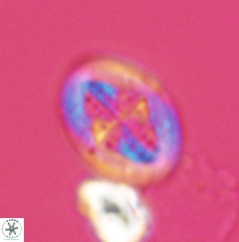 Gartnerago costatum 11915