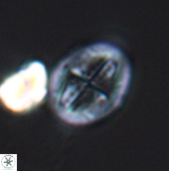 Gartnerago costatum 11916