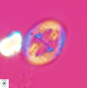 Gartnerago costatum 11917
