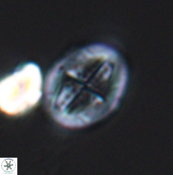 Gartnerago costatum 11918