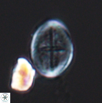 Gartnerago costatum 11910