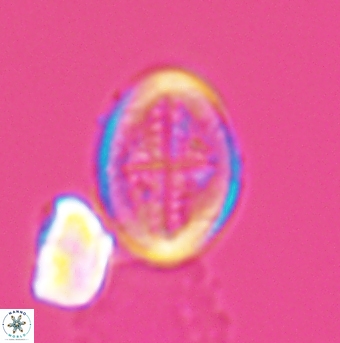 Gartnerago costatum 11911