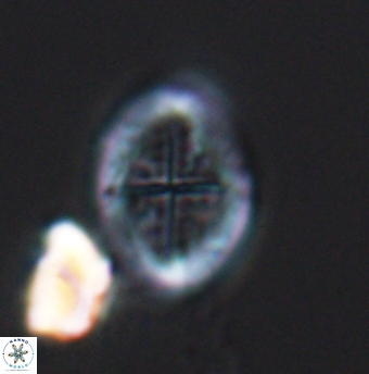 Gartnerago costatum 11912