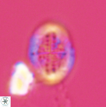 Gartnerago costatum 11913