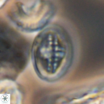 Gartnerago costatum 9704