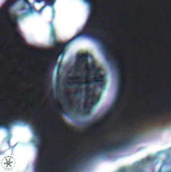 Gartnerago costatum 9706
