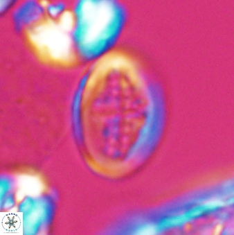 Gartnerago costatum 9707