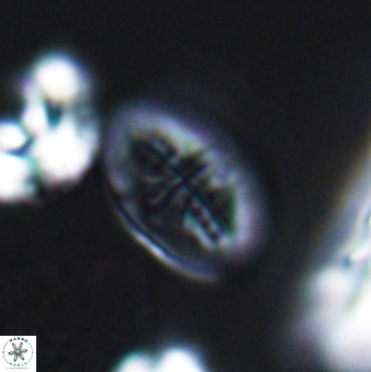 Gartnerago costatum 9708