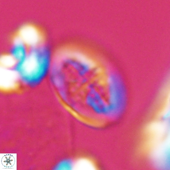 Gartnerago costatum 9709