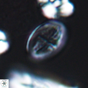 Gartnerago costatum 9710