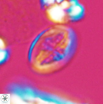 Gartnerago costatum 9711
