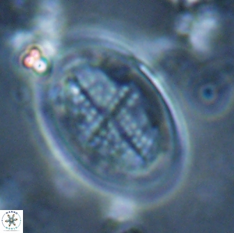 Gartnerago diversum 16288
