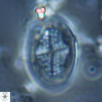 Gartnerago diversum 16289