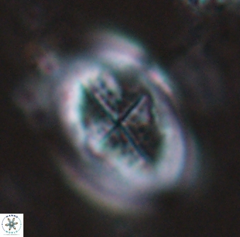 Gartnerago diversum 16294