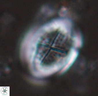 Gartnerago diversum 16296