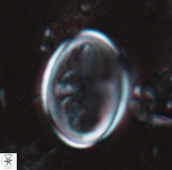 Gartnerago diversum 16299