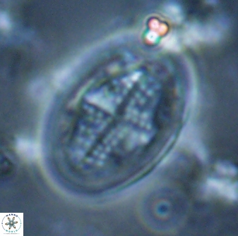 Gartnerago diversum 16290
