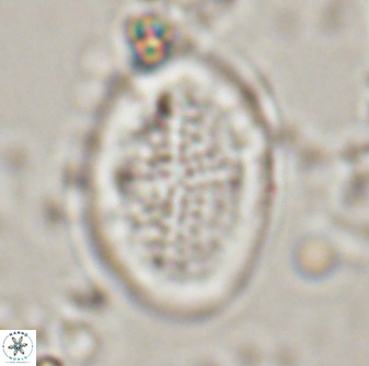 Gartnerago diversum 16291