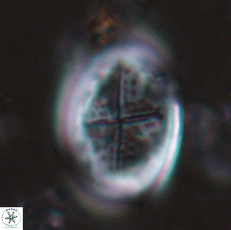Gartnerago diversum 16292