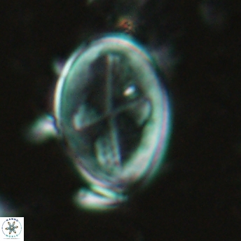 Gartnerago diversum 5034